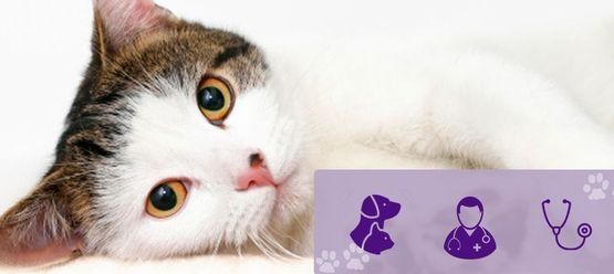 Un gato mira al espectador. Hay iconos morados relacionados con veterinarios.