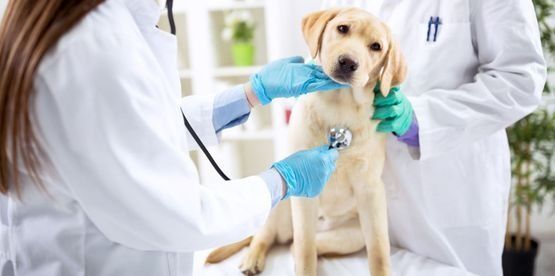 Un veterinario ausculta con un estetoscopio a un labrador retriever amarillo. Lleva guantes y bata de laboratorio.