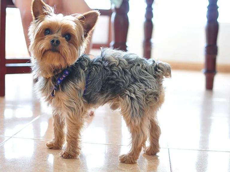 Un perro pequeño está parado en un piso de baldosas al lado de una silla.
