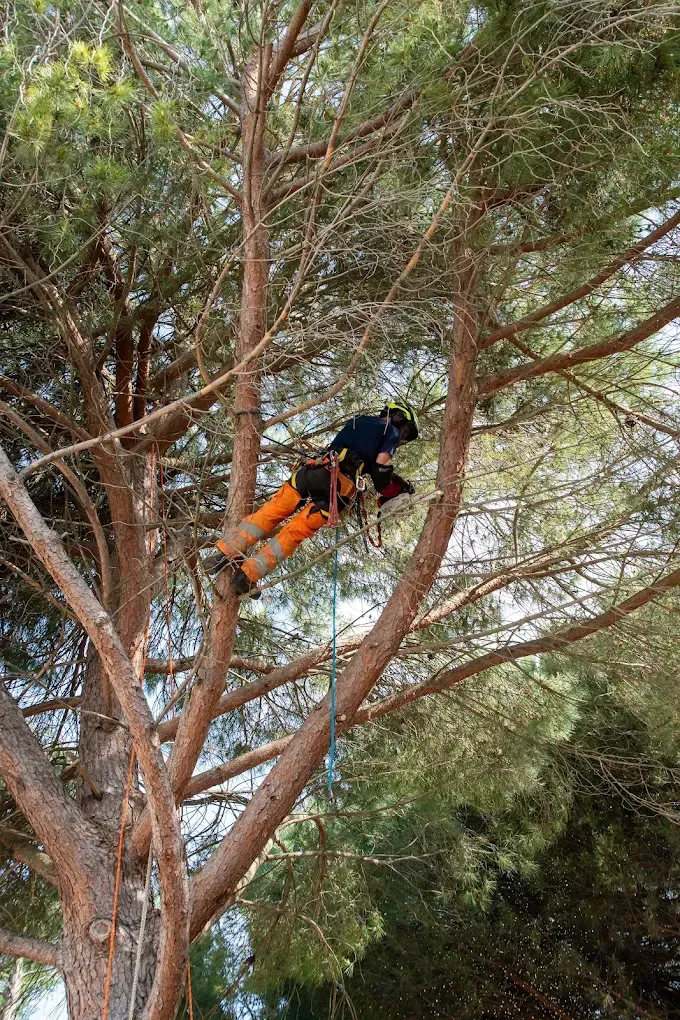 Un arboriste coupe les branches d'un grand arbre à l'aide de cordes et d'équipements de sécurité.