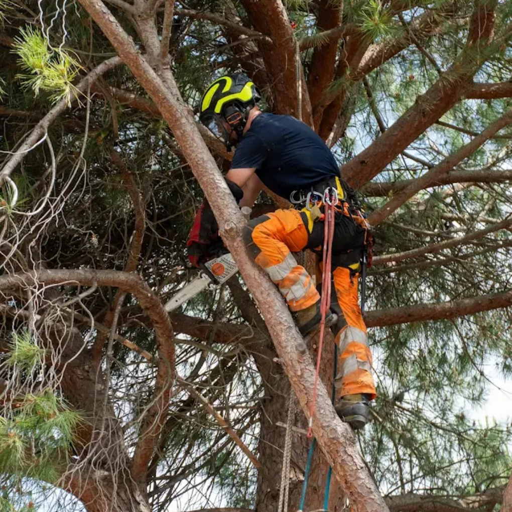 Un arboriste avec un casque utilise une tronçonneuse dans un arbre.
