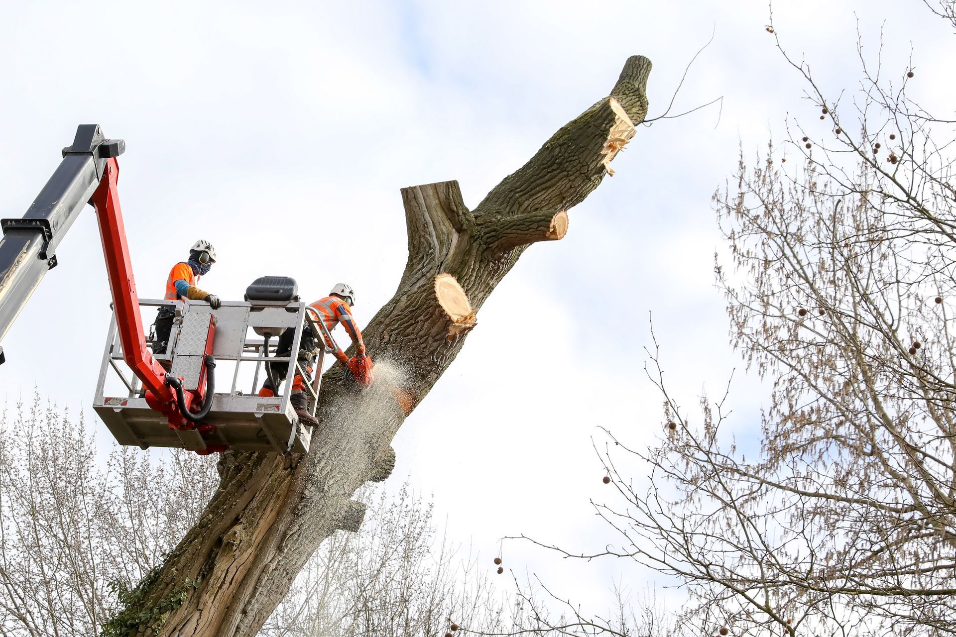 Deux ouvriers dans une nacelle abattent un grand arbre à la tronçonneuse.