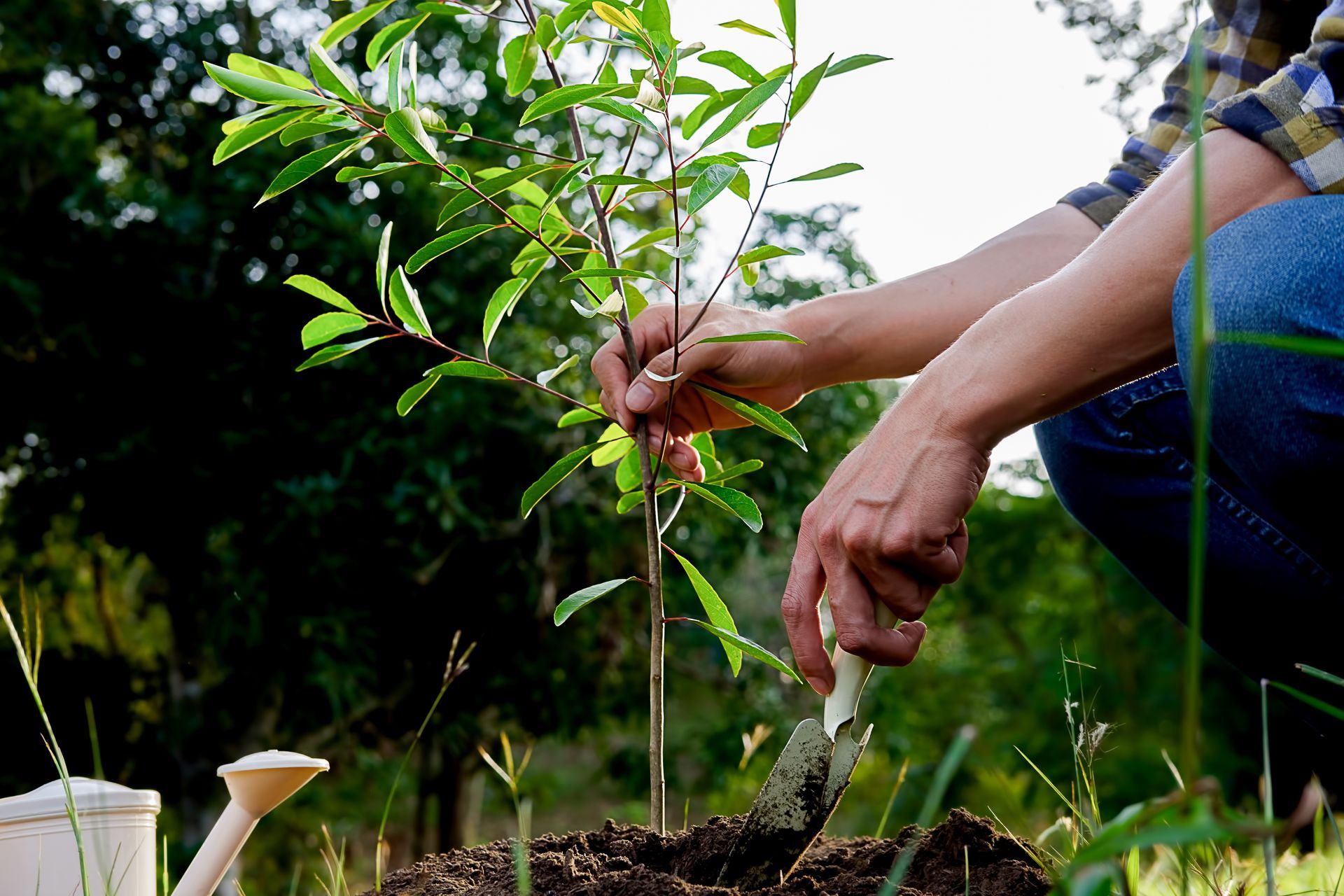 Une personne plante une pousse d'arbre.