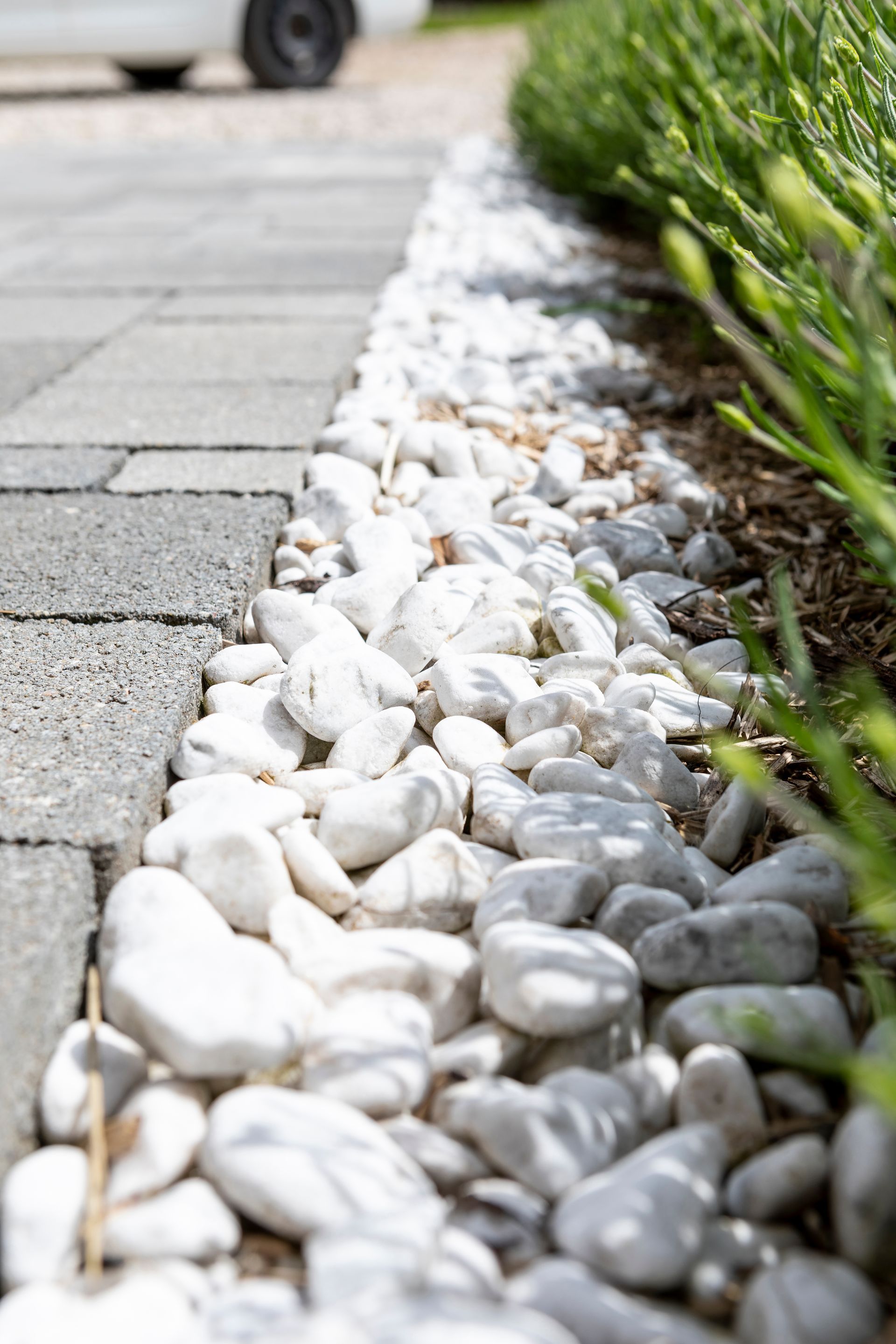 Des pierres blanches bordent une allée et des plantes vertes.