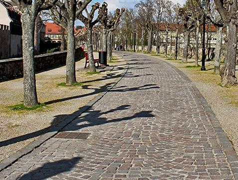 Allée pavée bordée d’arbres sans feuilles dans un parc paisible par une journée ensoleillée