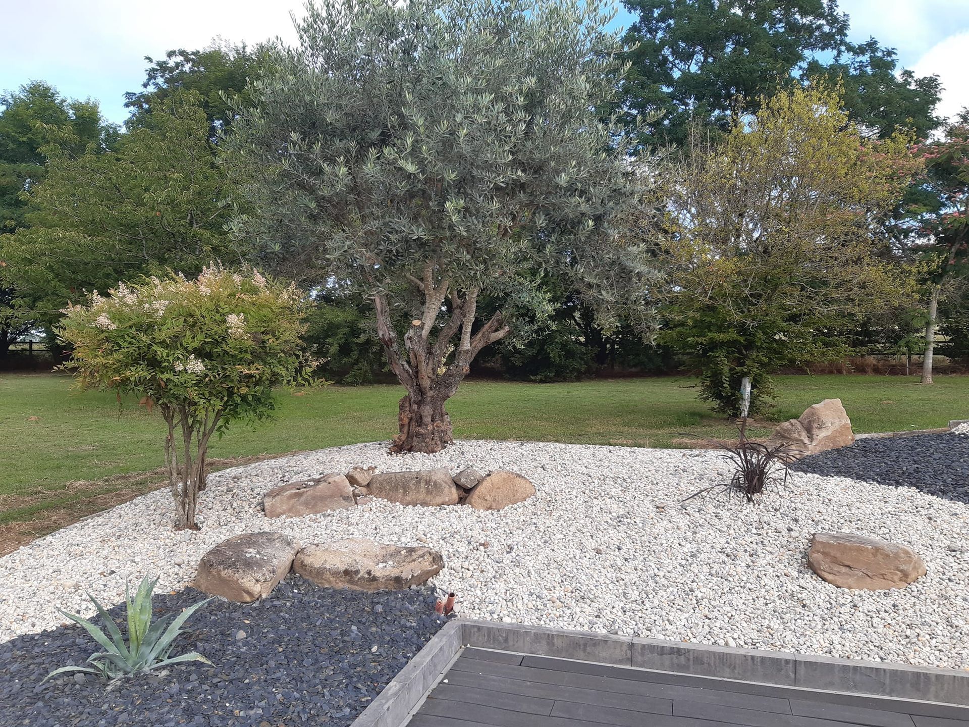 Parterre et oliviers.