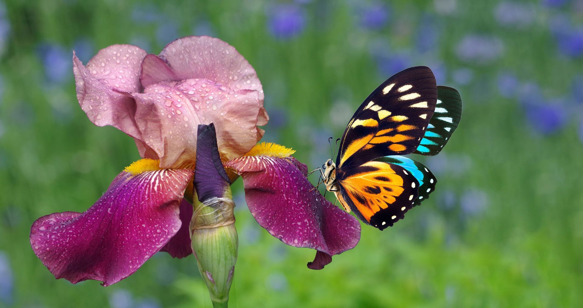 Papillon posé sur une orchidée.