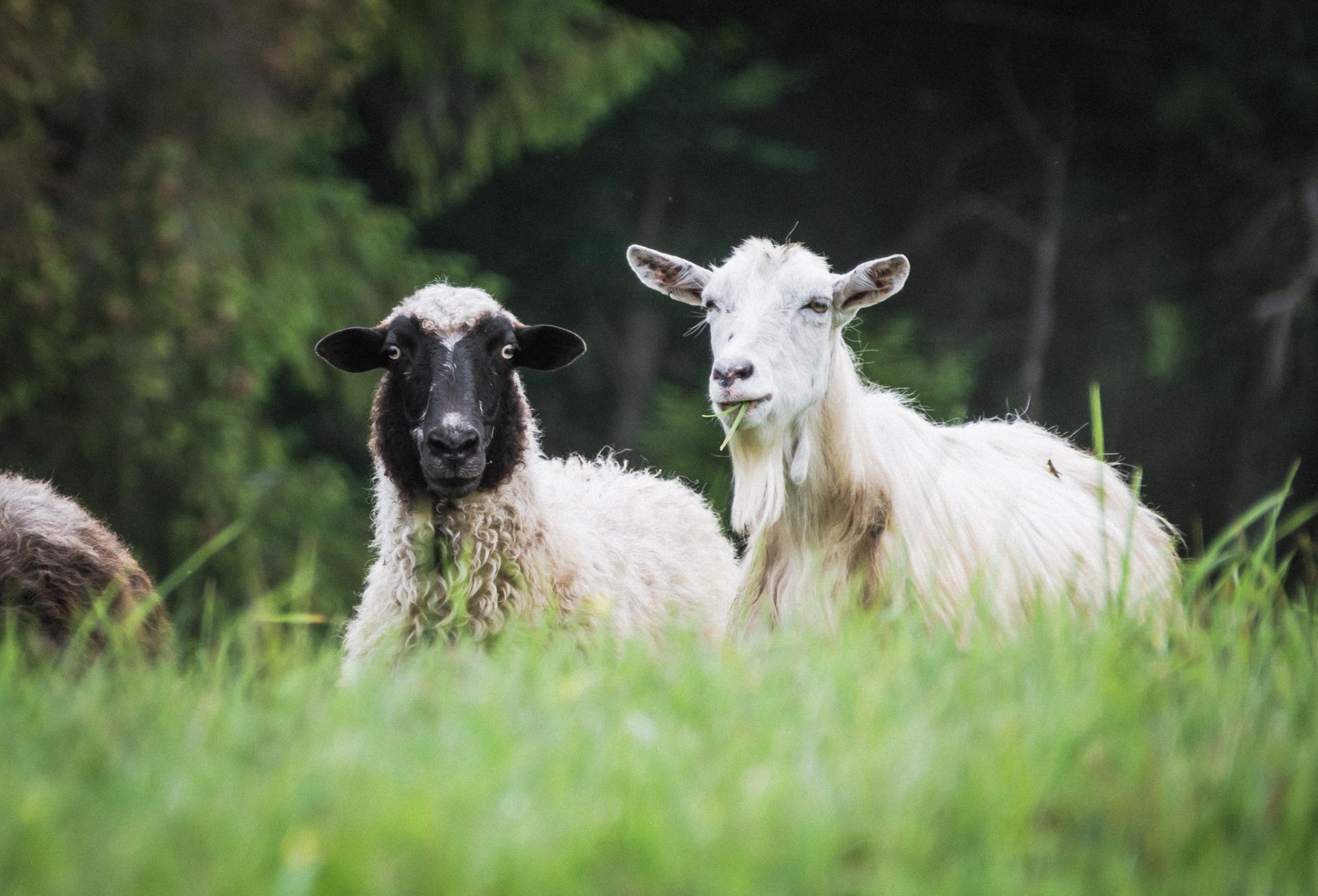 Mouton et chèvre pâturant ensemble.