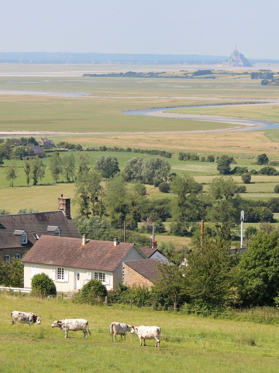 Des vaches paissent dans un champ verdoyant, avec des maisons au premier plan. Le mont Saint-Michel se dresse au loin sous un ciel bleu