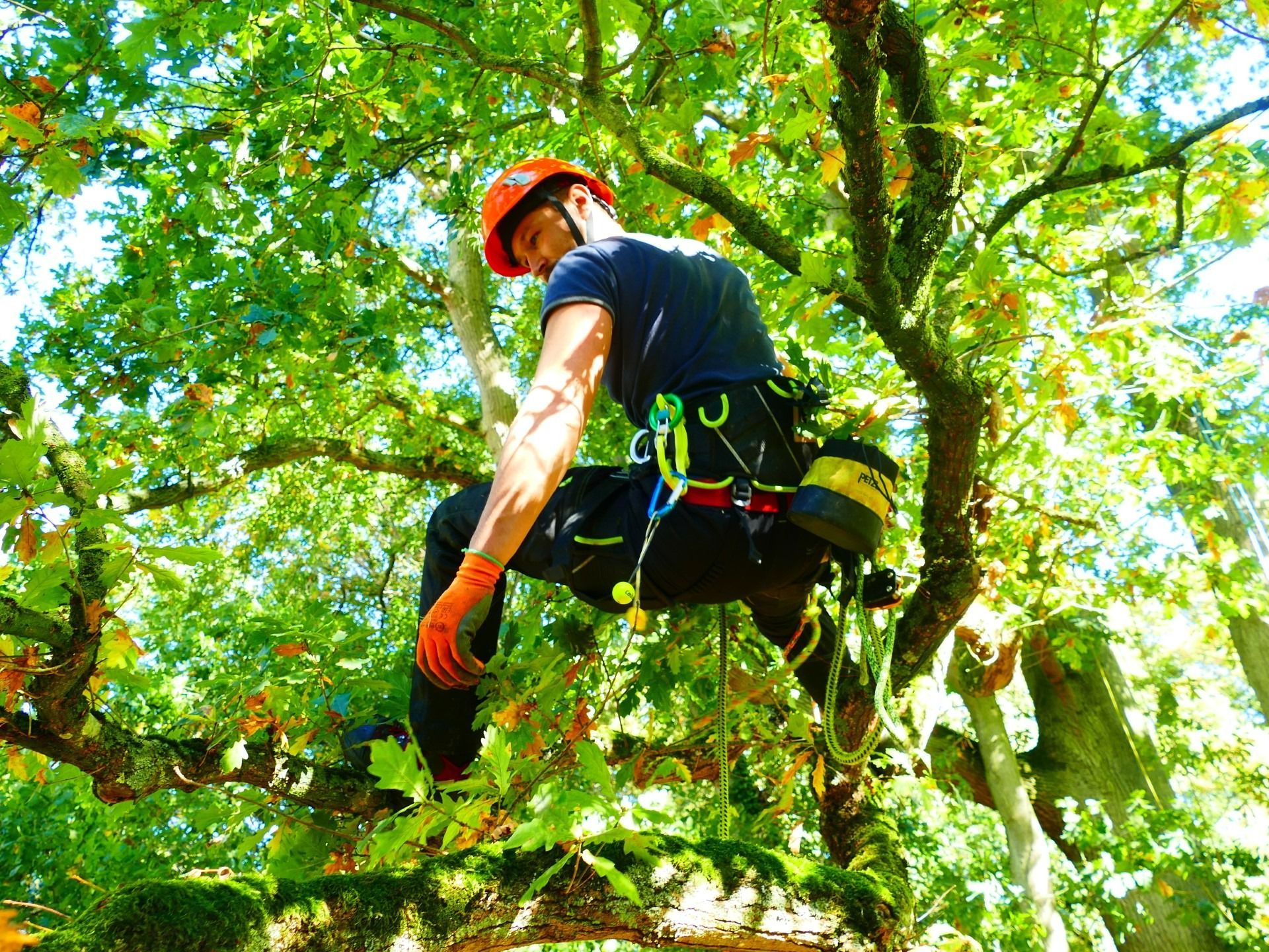 Vers la page Abattage et élagage.