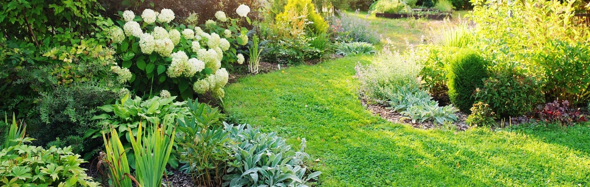 Des fleurs et un feuillage vert et blanc bordent un chemin de gazon dans un jardin ensoleillé.