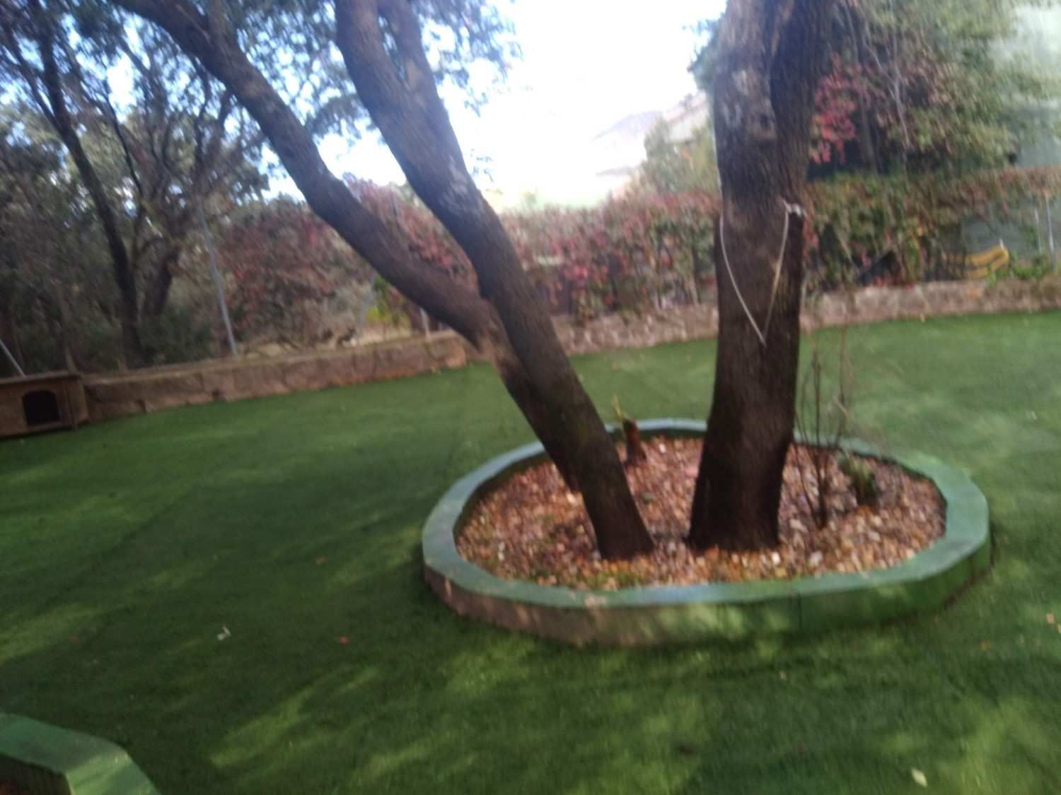 Árbol en una jardinera circular de piedra sobre un césped con un fondo boscoso.