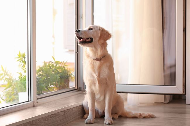 Un golden retriever est assis par terre près d'une grande fenêtre, regardant dehors avec une expression joyeuse, la gueule ouverte.