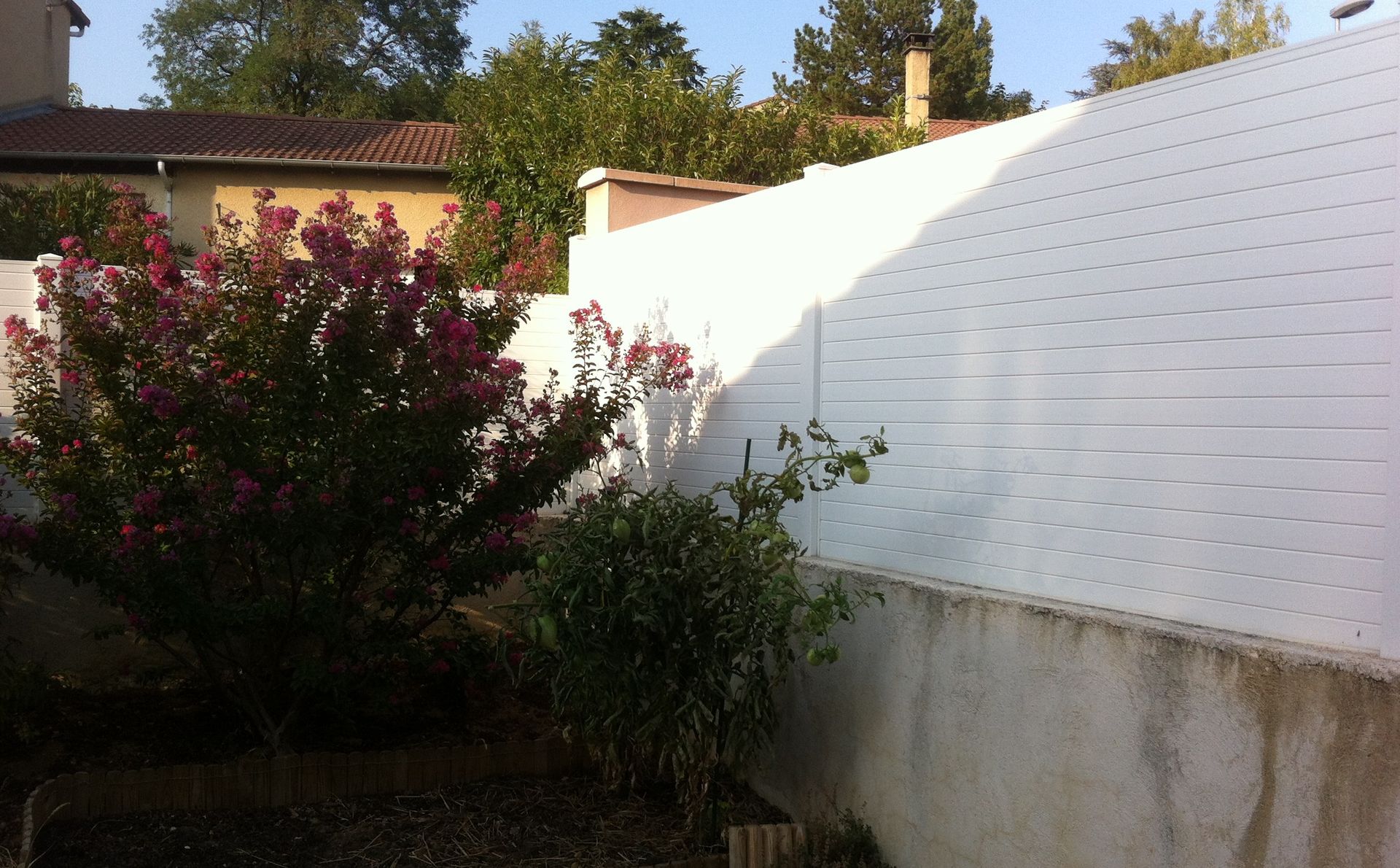Un arbuste fleuri aux fleurs roses se dresse près d'une clôture blanche à claire-voie, dans un jardin.