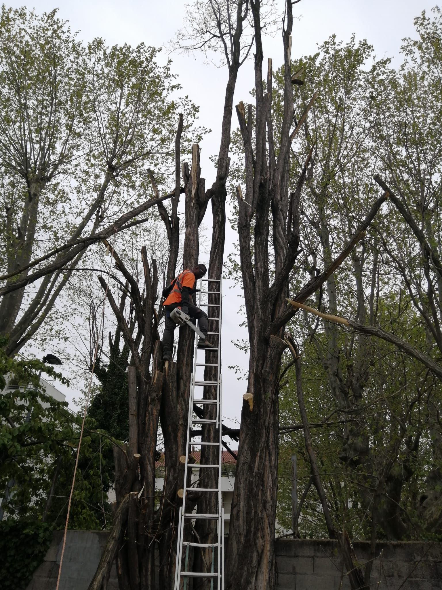 Élagueur-grimpeur en haut d'un arbre à côté d'une échelle