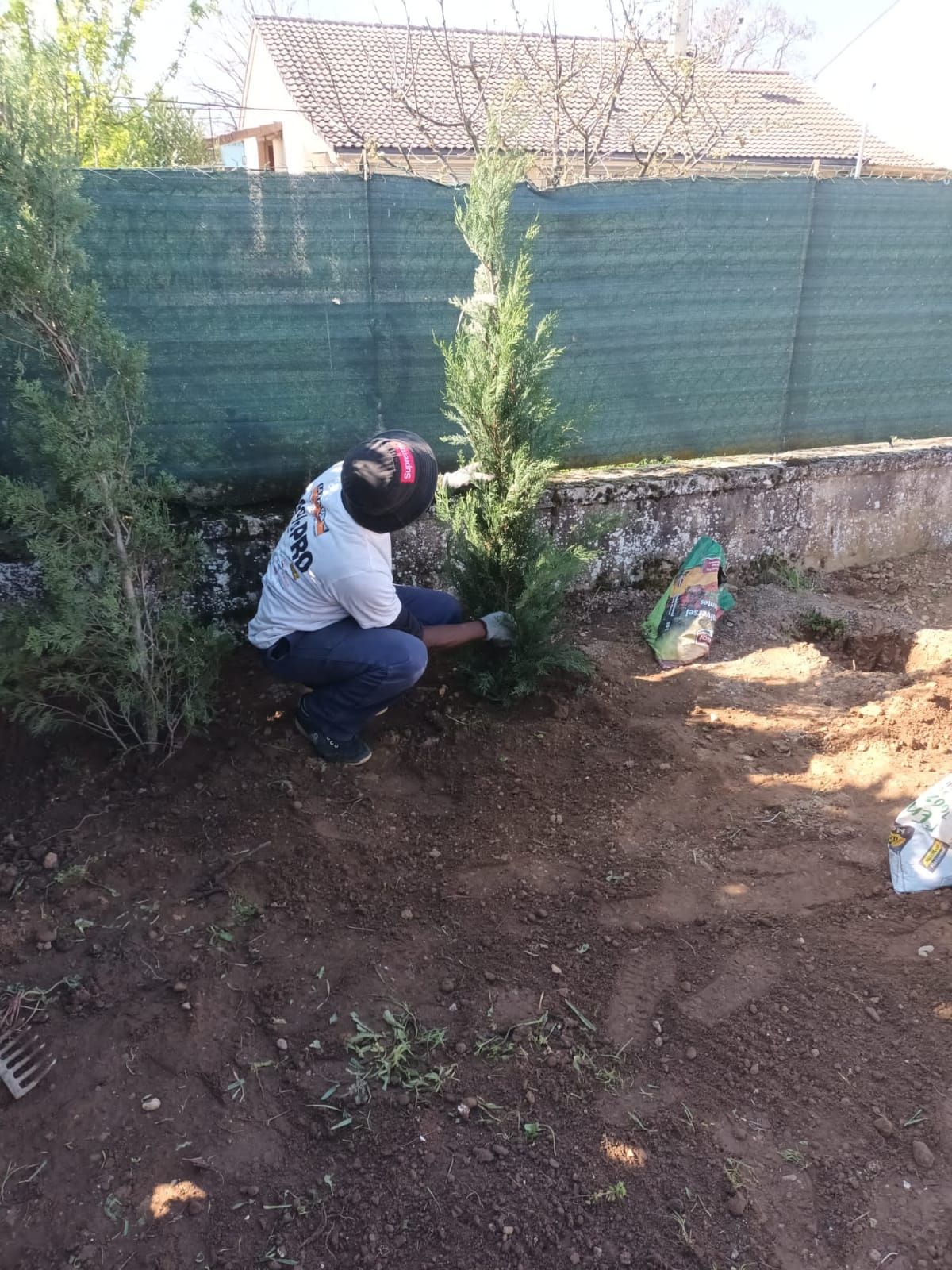Paysagiste en train de planter un arbuste pour créer une haie végétale