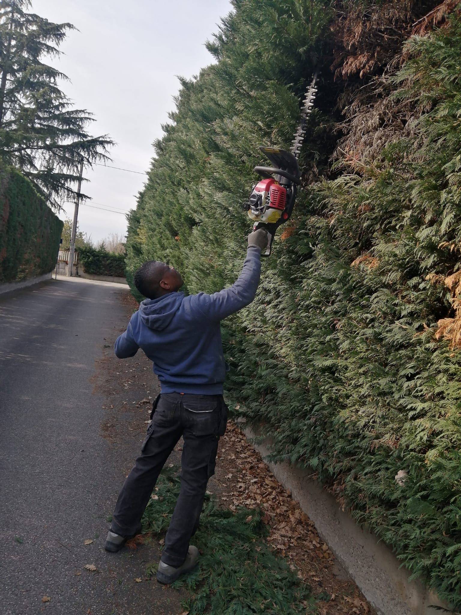 Jardinier en train d'effectuer la taille d'une haie végétale
