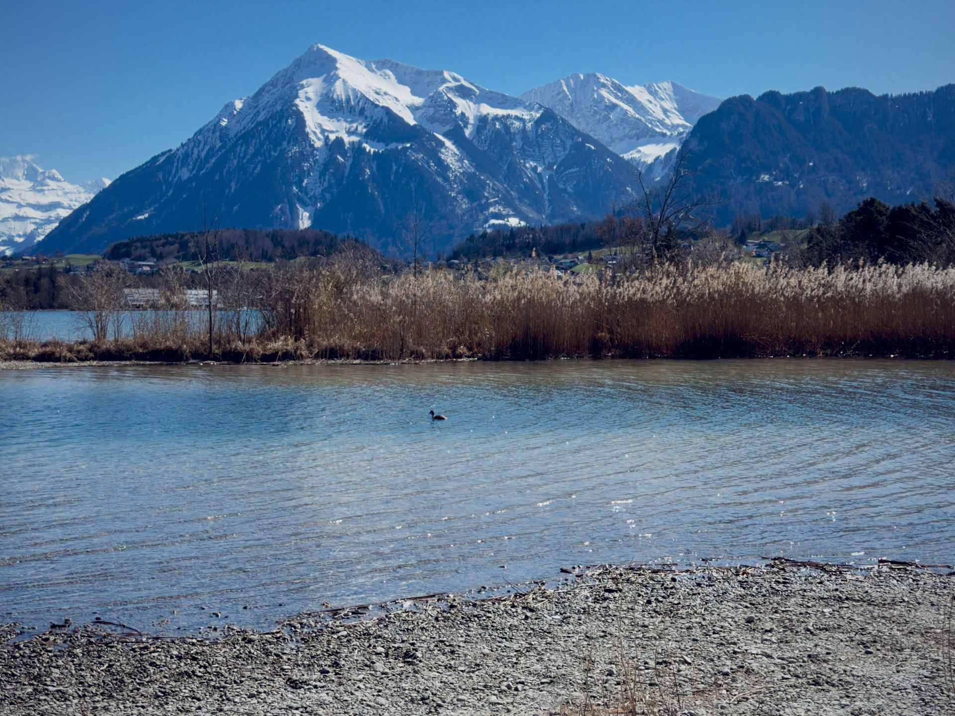 Ein schneebedeckter Berg über einem ruhigen Fluss mit Schilf und einem felsigen Ufer unter klarem, blauem Himmel
