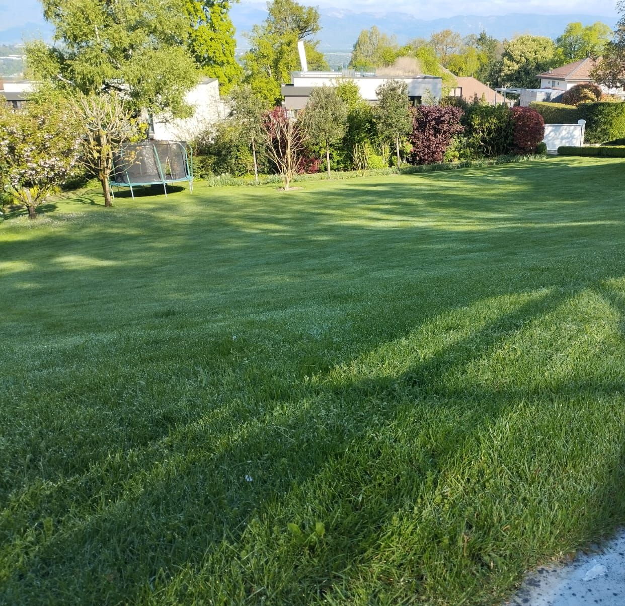 Un petit arbre est assis au sommet d'un tas de rochers dans l'herbe.