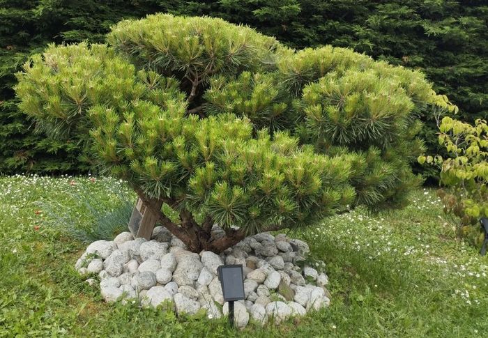 Un petit arbre est assis au sommet d'un tas de rochers dans l'herbe.