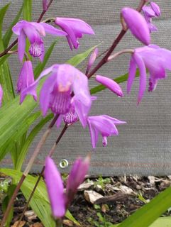 Un bouquet de fleurs violettes pousse sur une plante