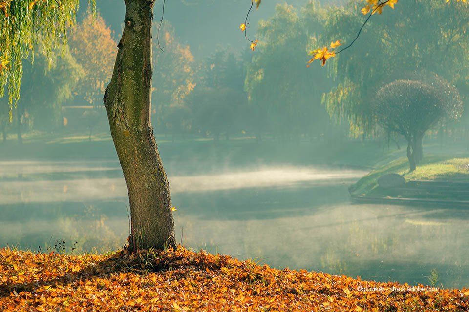 einsamer Baum