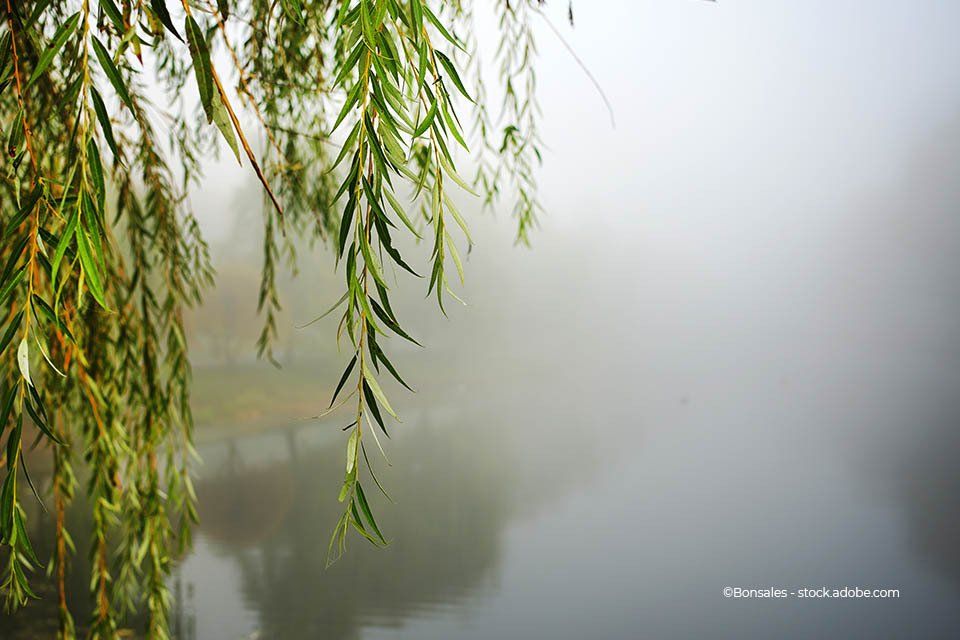 Weide am Fluß