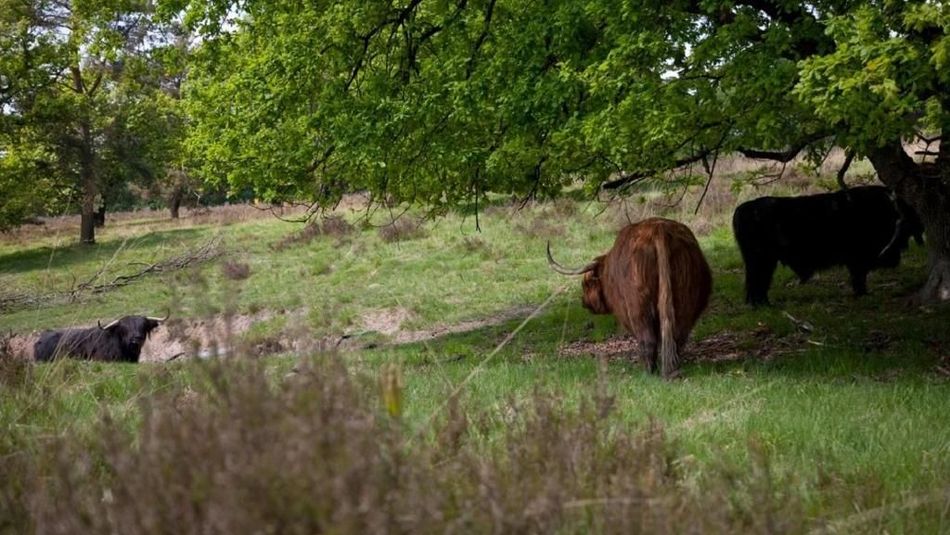 Koeien grazen in een grasveld onder bomen.