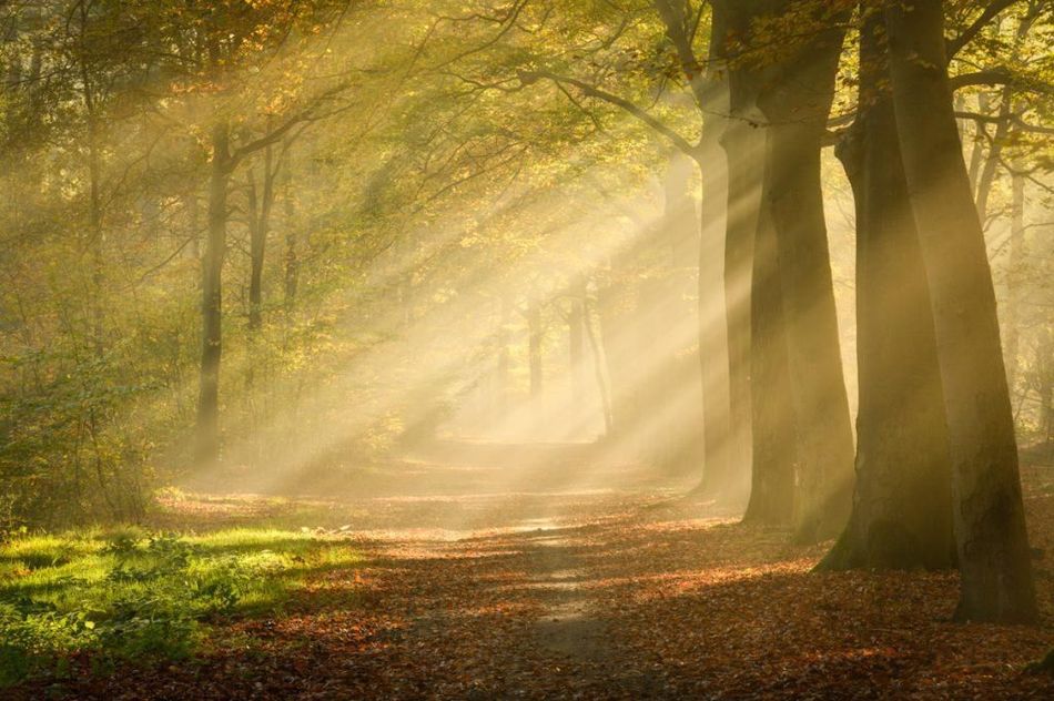 Zonnestralen schijnen door een mistig herfstbospad met gouden bladeren.