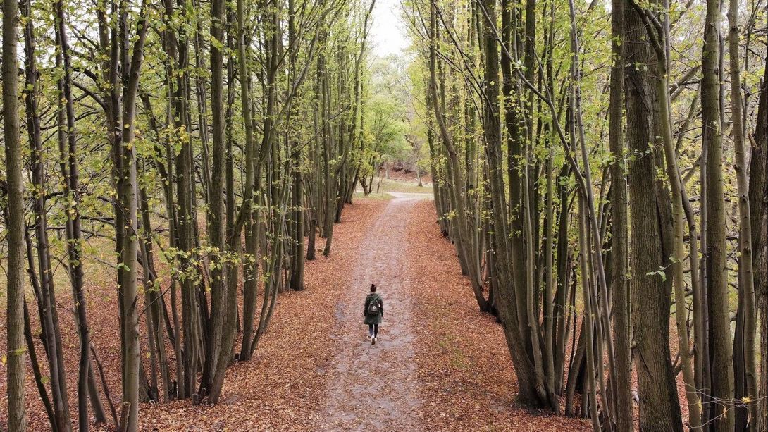 Een persoon wandelt over een met bladeren bedekt pad tussen hoge bomen in een bos.
