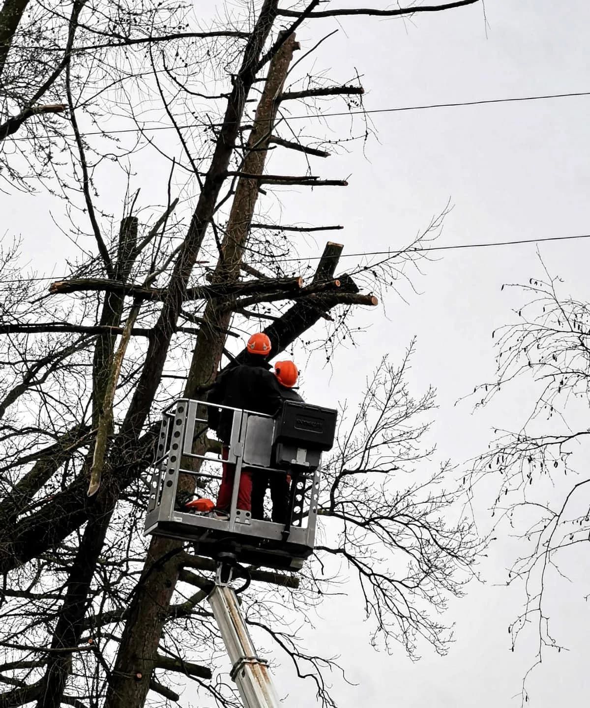 Ein Mann in einem Eimer fällt einen Baum.