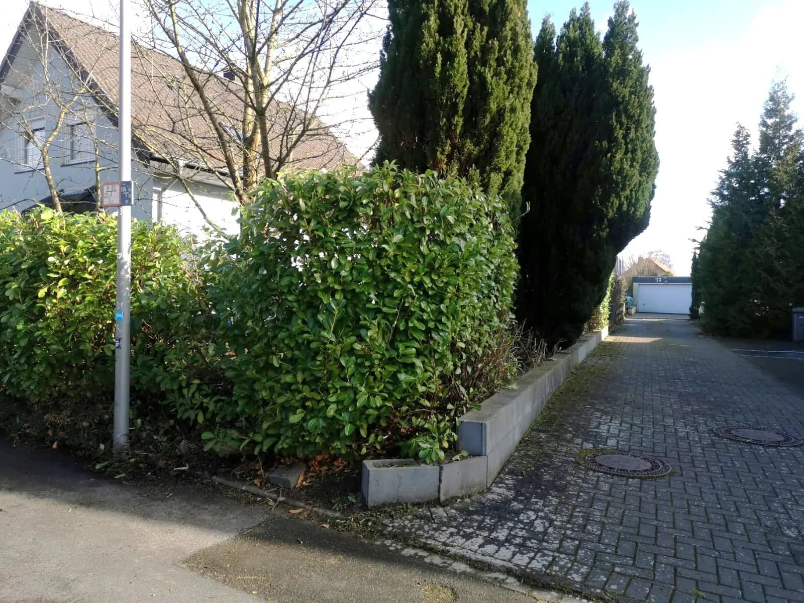 Eine Straßenecke mit Bäumen und Büschen