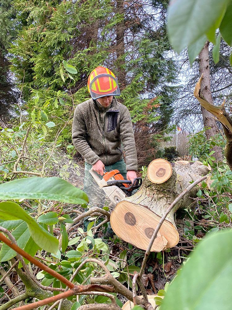Ein Mann fällt im Wald mit einer Kettensäge einen Baum.