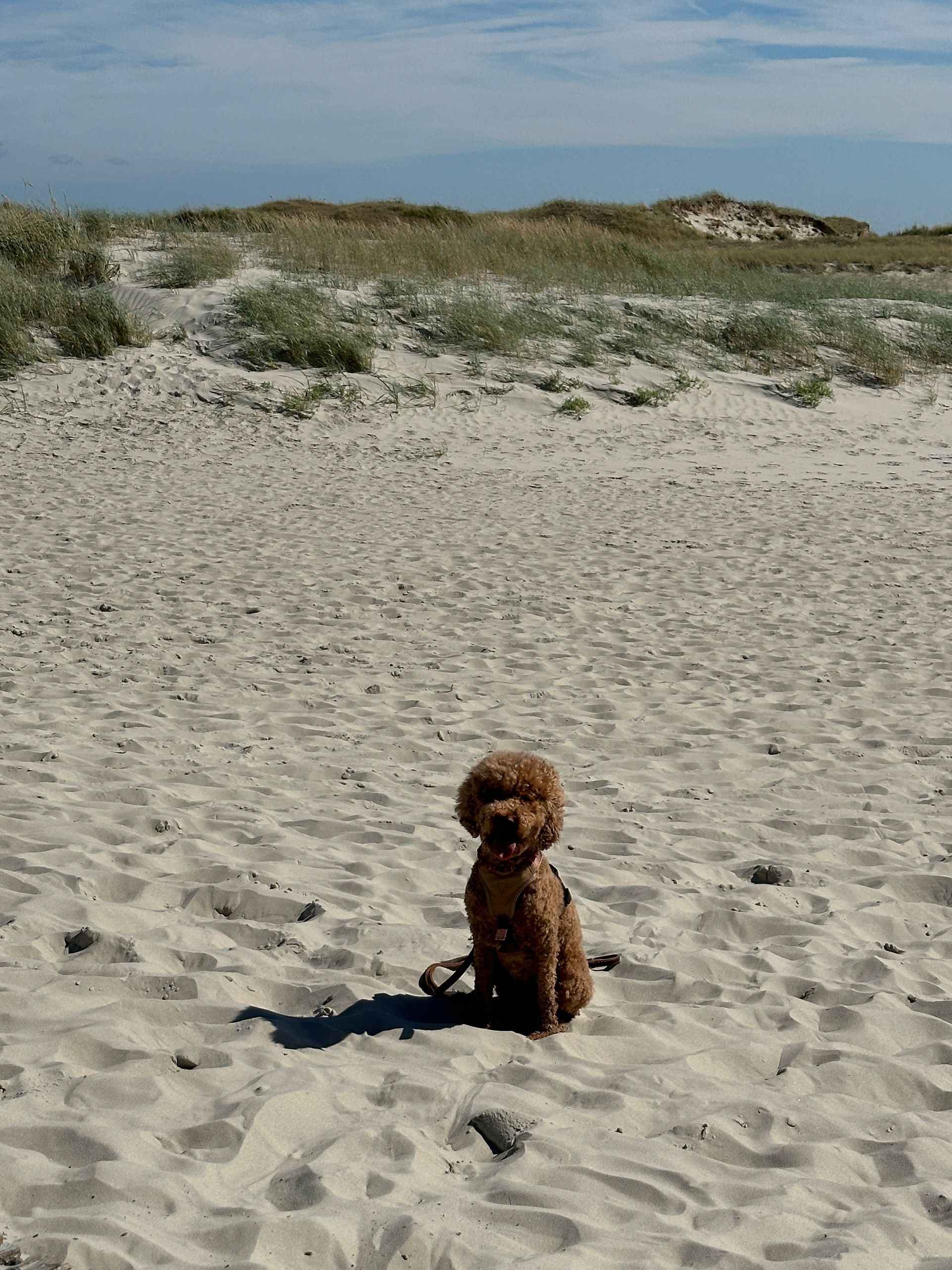 Ferienwohnung Frida SPO in St. Peter Ording für Urlaub mit Hund