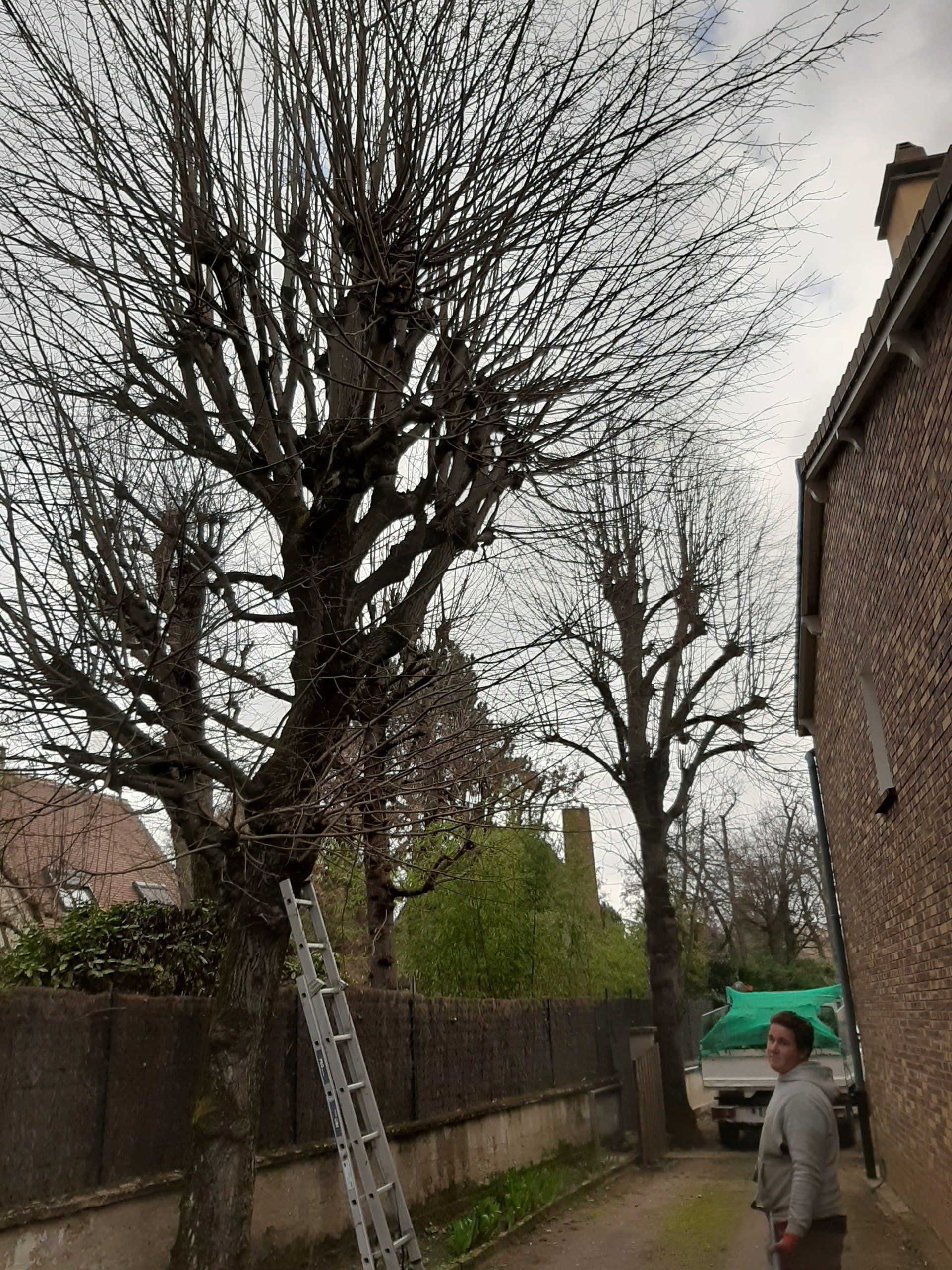 Prestation avant élagage