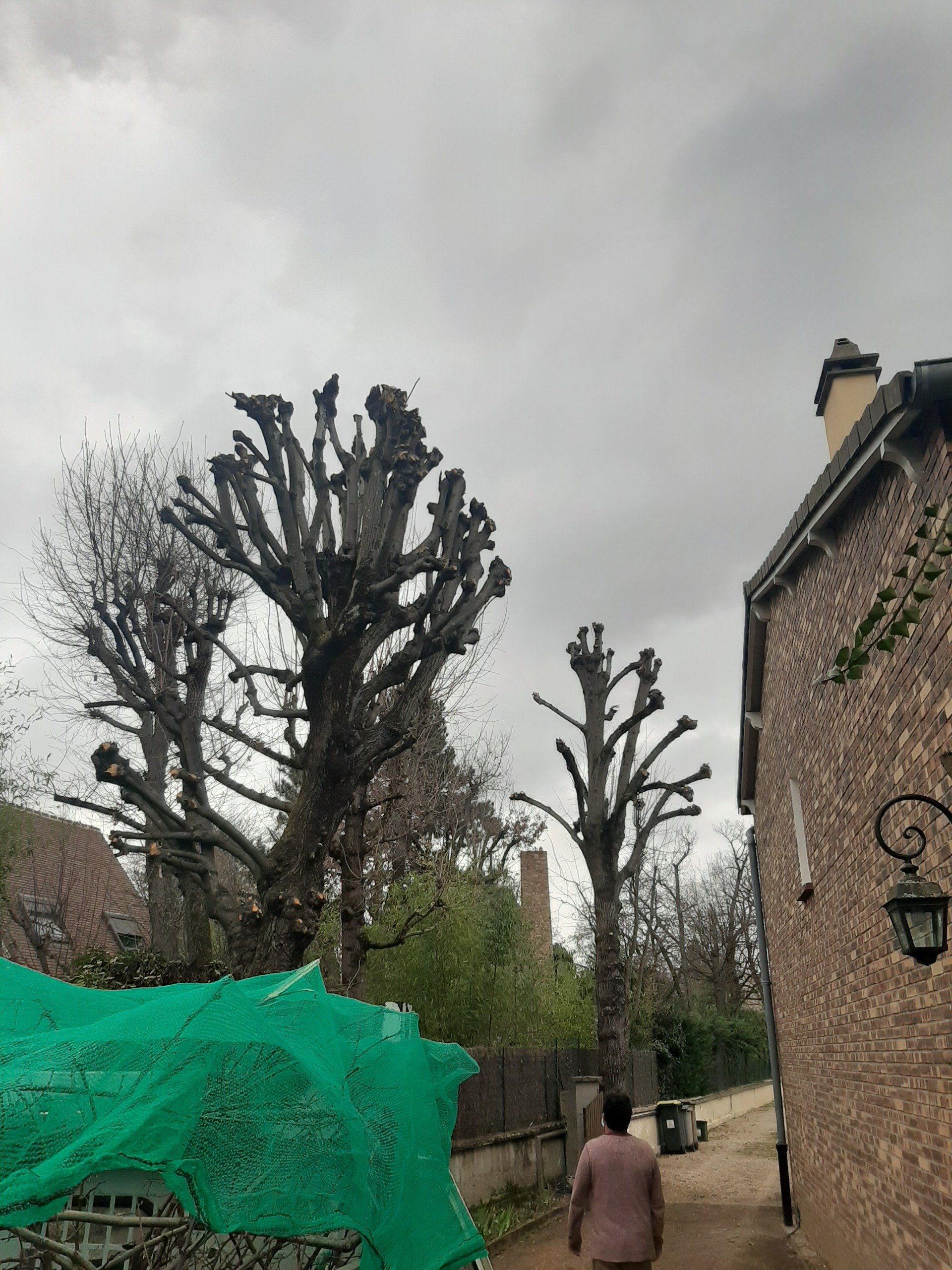 Prestation après élagage