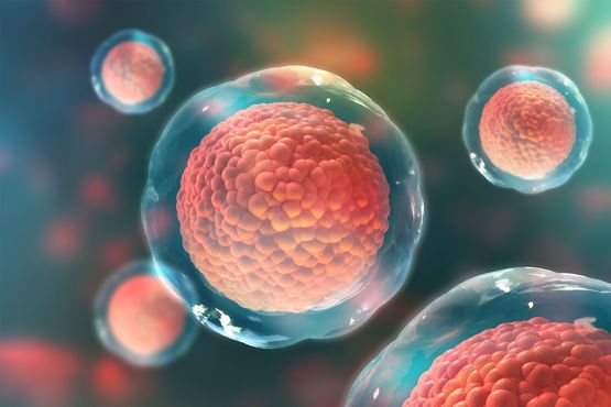 Mikroskopische Aufnahme