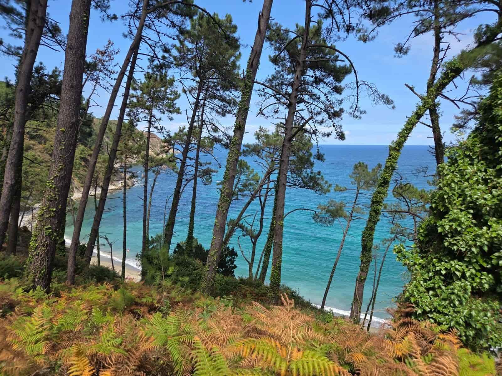 Vista de la costa a través de los árboles, con una playa con agua turquesa bajo un cielo azul.