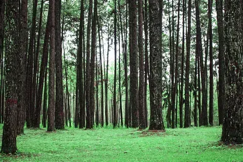 Un exuberante bosque verde con muchos árboles y césped.