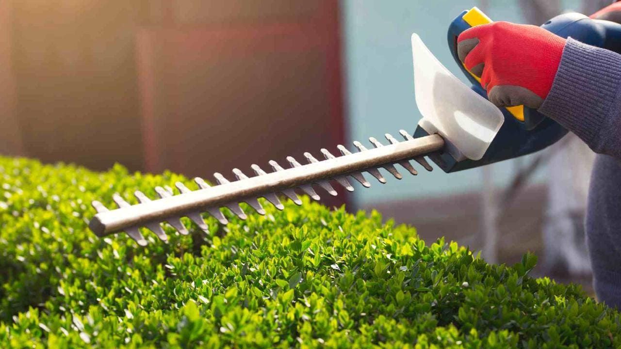Gros plan sur une élagueuse et une haie