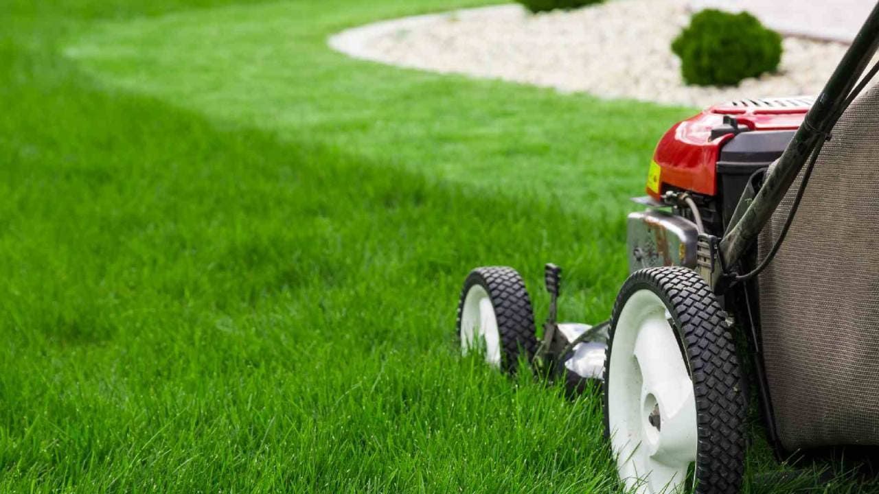 Tonte de pelouse à la tondeuse autotractée