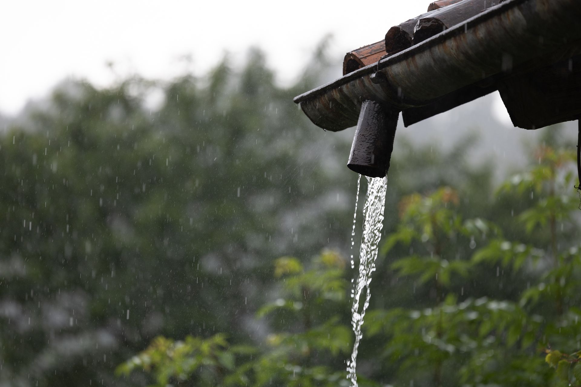 L'eau de pluie s'écoule sans discontinuer d'une gouttière de toit, sur fond d'arbres vert foncé aux contours flous, pendant un orage.