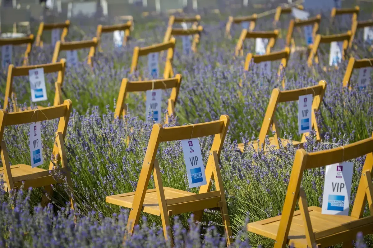 Filas de sillas de madera en un campo de lavanda, cada una con un cartel que dice