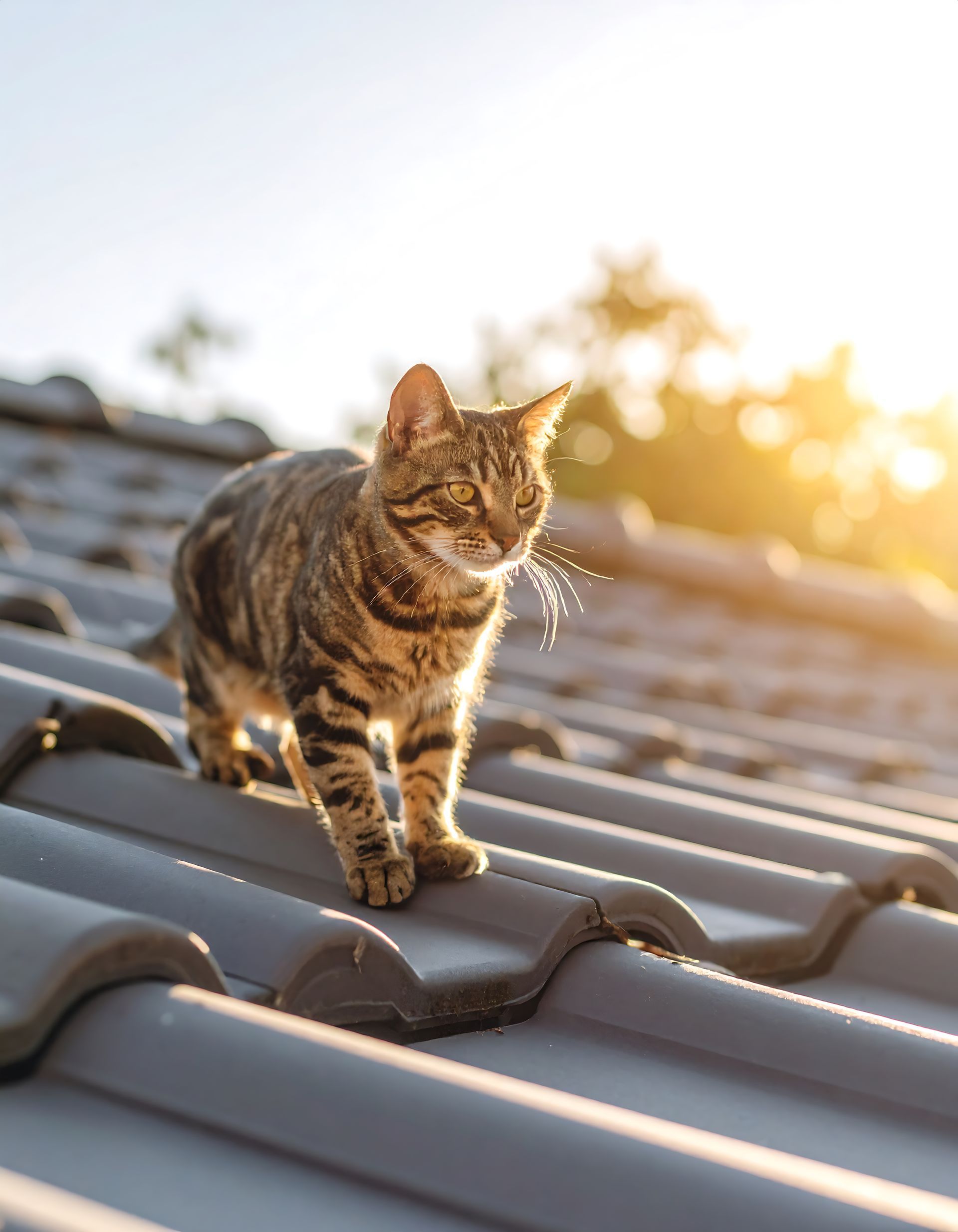Chat marchant sur un toit au soleil ; chat tigré brun aux yeux verts, lumière dorée et arrière-plan flou.