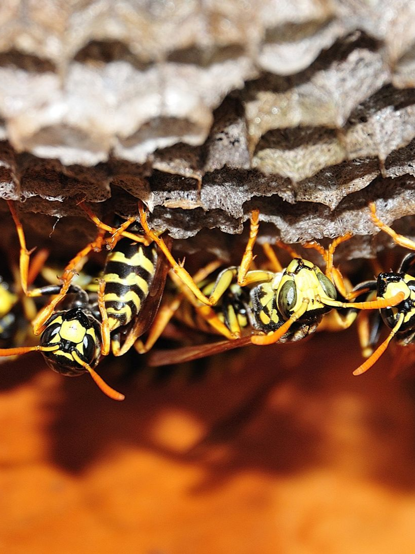 Nid de guêpes vu d'en dessous