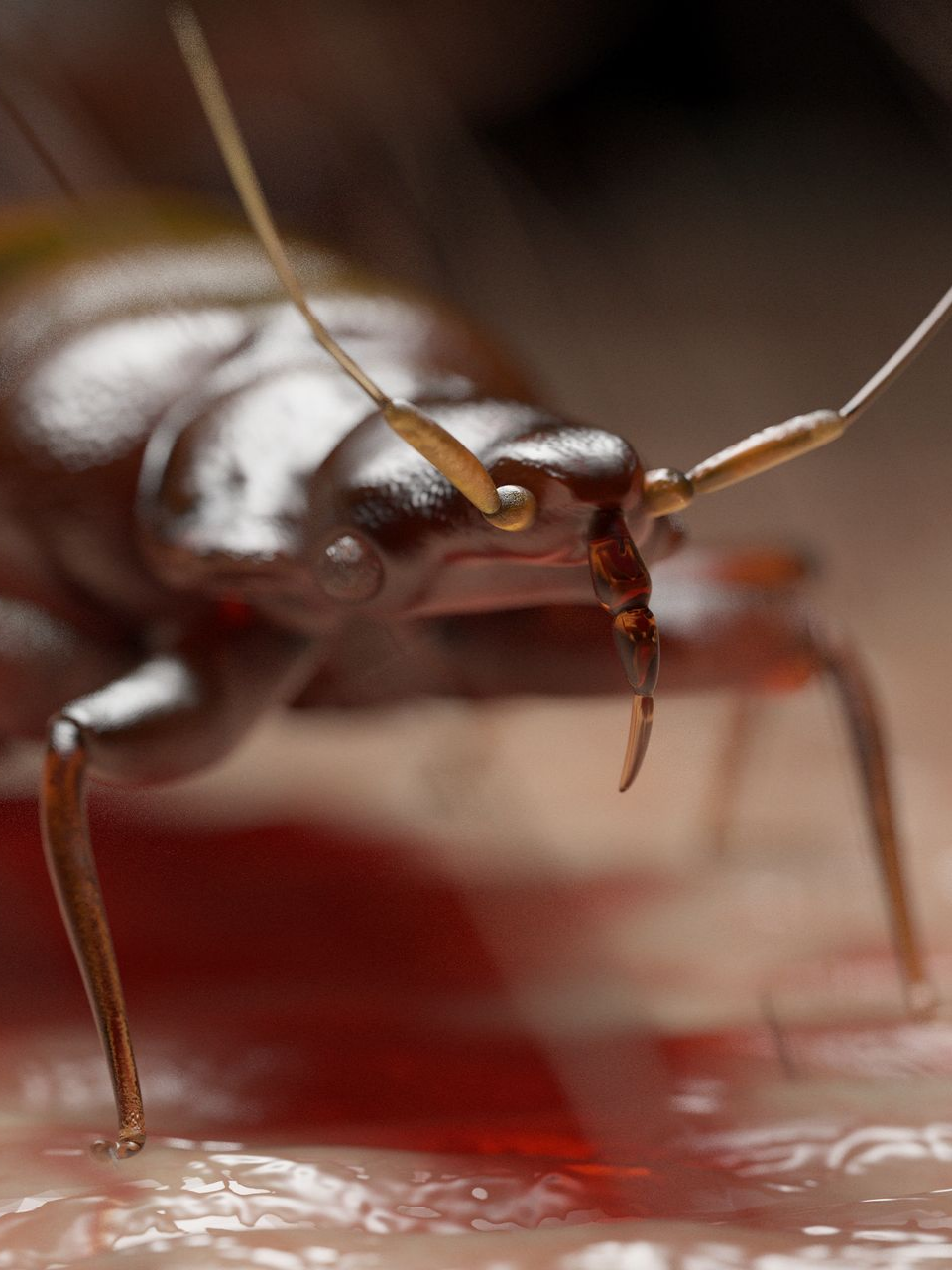 Punaise de lit avec antennes