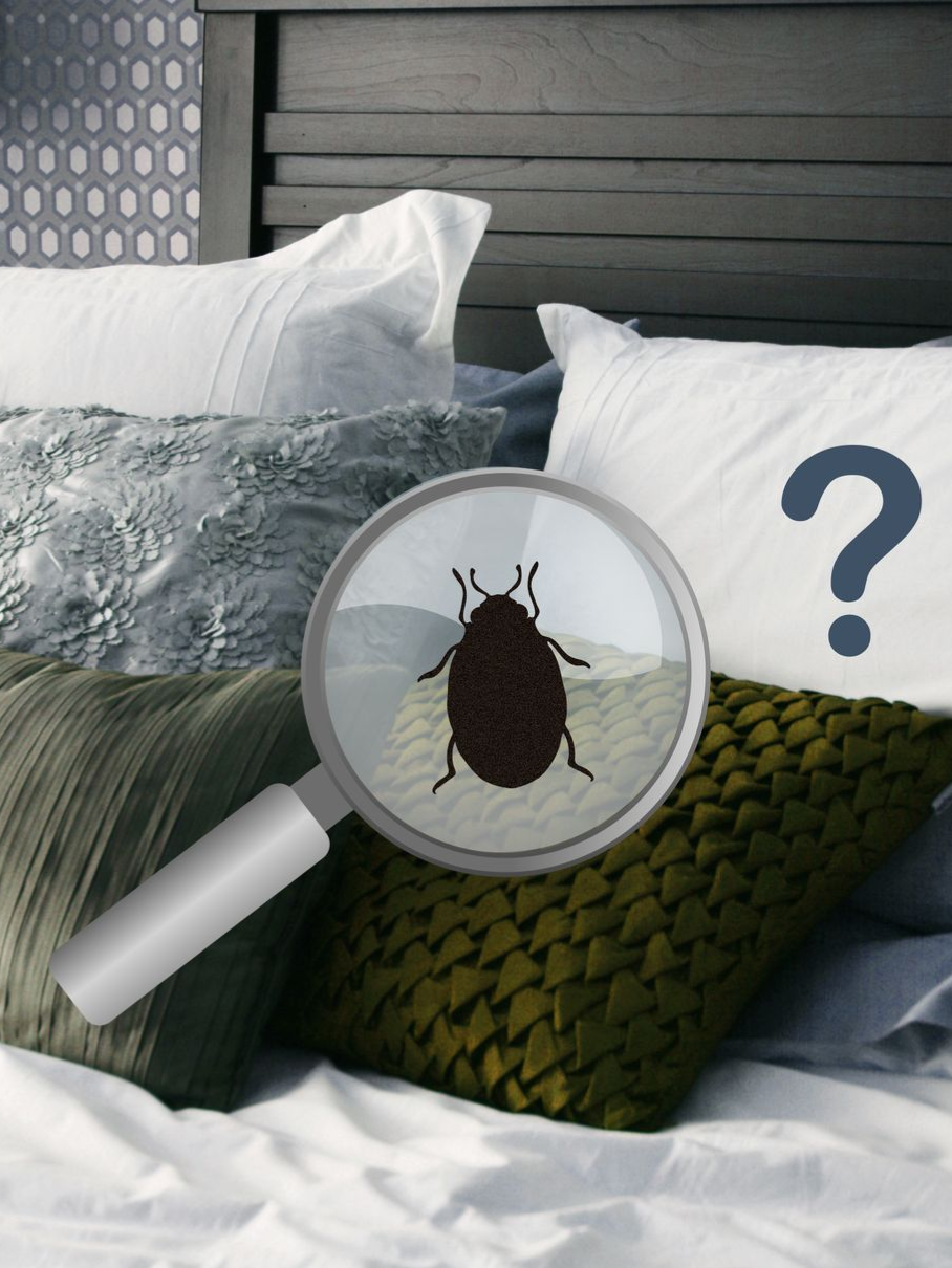 Loupe qui montre un insecte avec un point d'interrogation