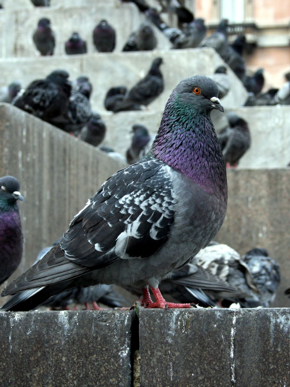 Pigeon sur des marches