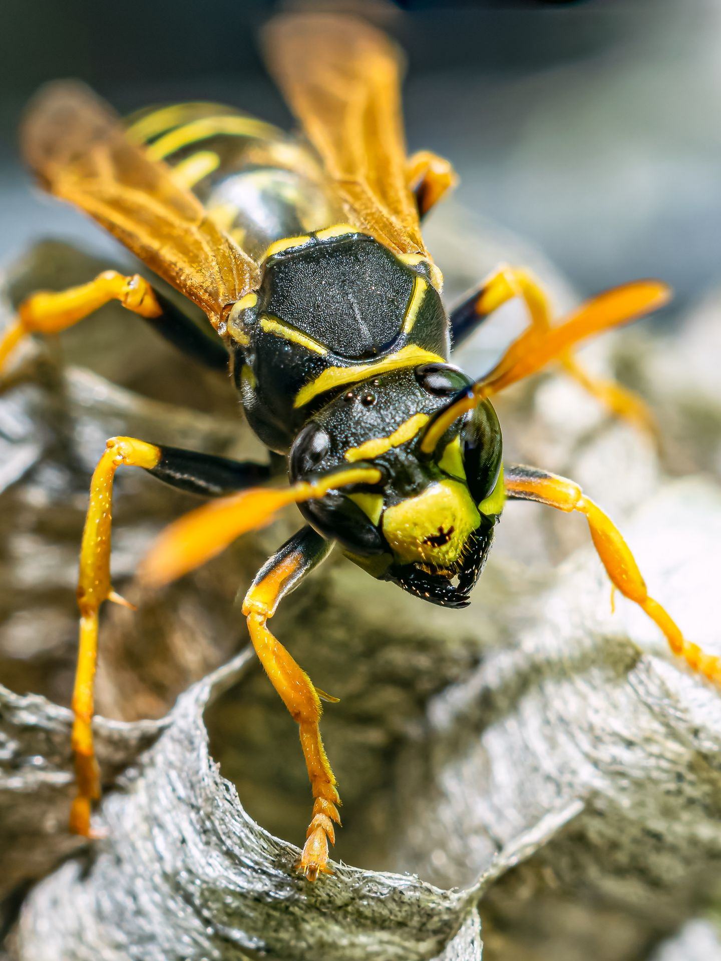 Guêpe vue en gros plan dans son nid