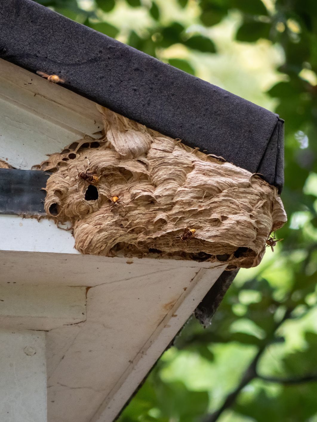 Nid de frelons dans une toiture